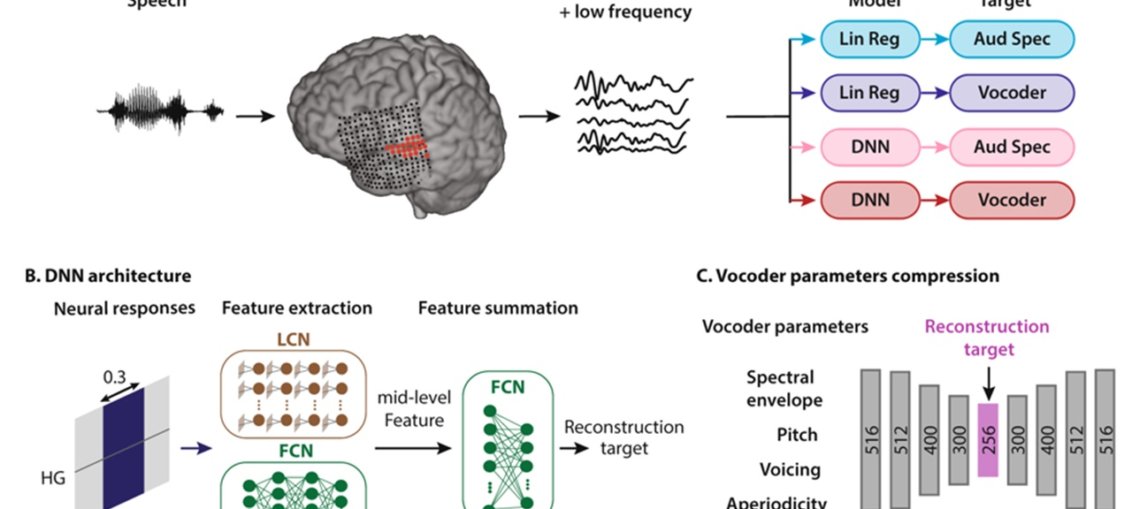 AI poate traduce semnalele creierului in vorbire